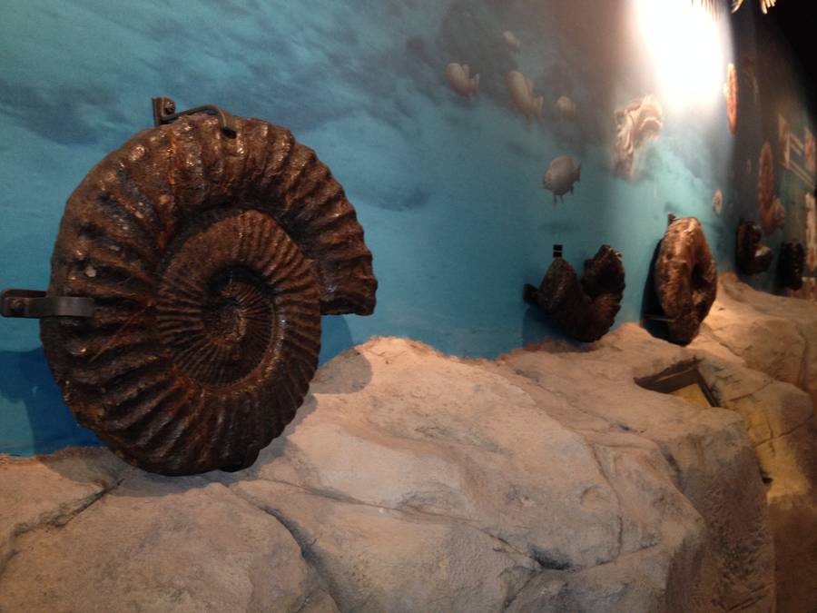 Geoparkea ofrece un descuento del 50% en la visita guiada “Nautilus, los fósiles del flysch” de este sábado