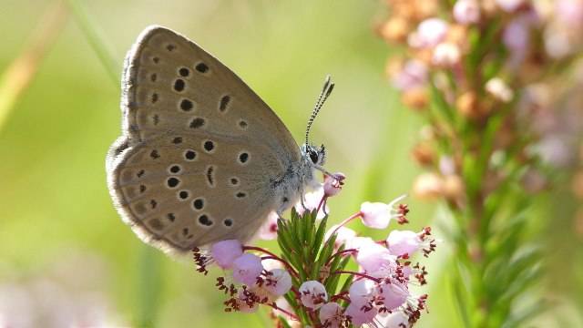 Jornada para conocer la distribución de la mariposa "hormiguera de las gencianas" en el Geoparque de la Costa Vasca